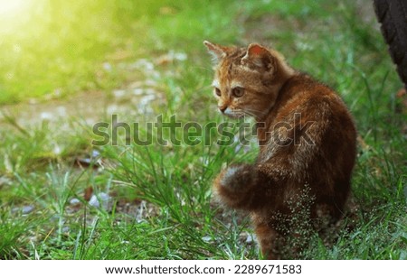 portrait of brown cat standing on green grass stock photo
