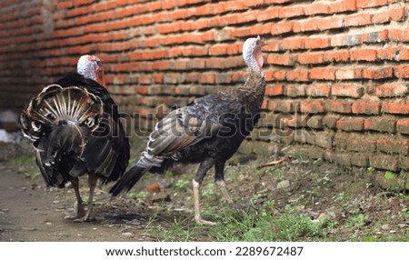 portrait of two turkey stock photo