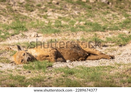 A spotted hyena (Crocuta crocuta) sleeping, Amboseli National Park, Kenya.