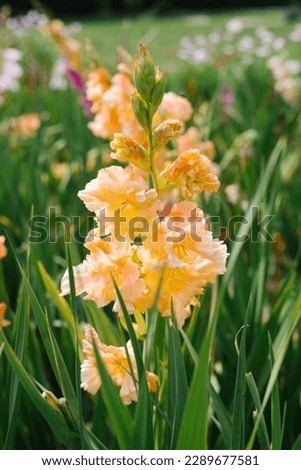 Orange gladioli flowers in the garden in summer Royalty-Free Stock Photo #2289677581