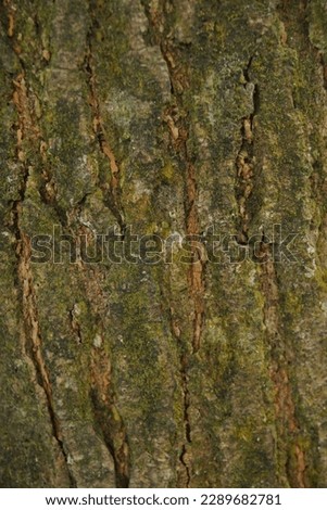wood texture with green moss on the surface