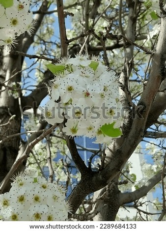 Closeup white cherry blossoms in full bloom on tree