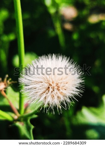 Natural Flower in the garden. Beautiful flower. Flower combo in the garden. Royalty-Free Stock Photo #2289684309