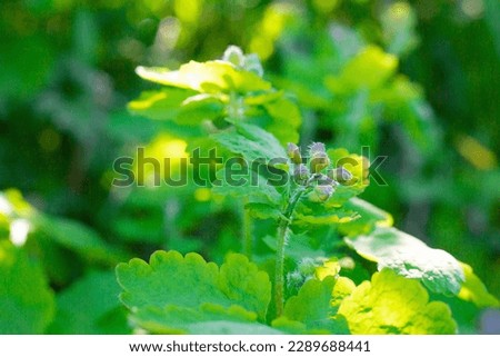 Shaggy celandine buds close-up on a green background
