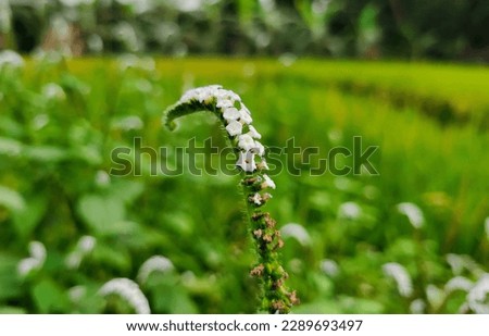 A wild flower that's looks awesome and the picture took on a paddy field.