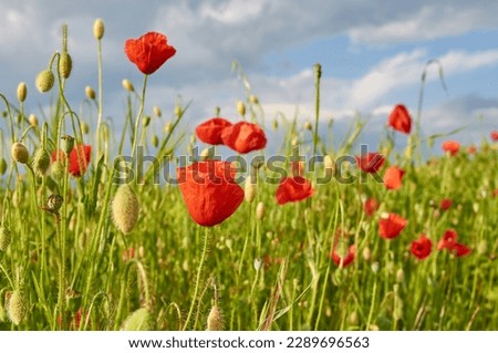Spring colors in a field full of red poppy flowers