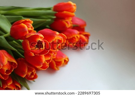 Red tulips on a white background. Blur.
