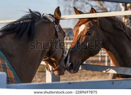 Sporty young horse brown color in a halter in the levada. Portrait of a young sports horse with a white groove on his muzzle. Horse muzzle close up Royalty-Free Stock Photo #2289697875