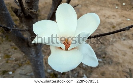 Close up of a white color 'Magnolia kobus' flower against a bright nature background.