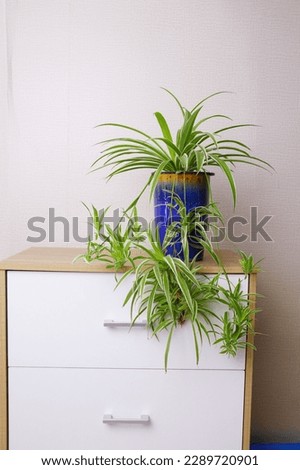 green chlorophytum comosum on blue ceramic pot on white wooden cabinet, white background Royalty-Free Stock Photo #2289720901