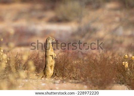 A Yellow Mongoose (Cynictis penicillata) stood upright on hind legs, against a blurred natural background, Kalahari Desert, South Africa