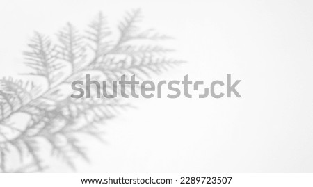 Abstract background with copy space. Shadow from thuja leaves on on a white surface.