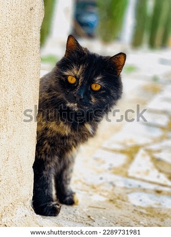 Black Persian cat with sharp eyes