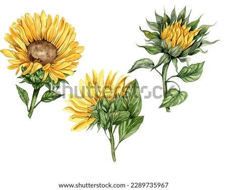Sunflower, watercolor flower set. Hand drawn illustration isolated on white. Summer yellow garden. Designf for baby shower party, birthday, cake, holiday celebration design, greetings card,invitation.