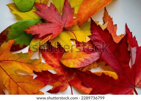 Amazing Colorful Background of Autumn Maple Tree Leaves Background Close up. Multicolor Maple Leaves Autumn Background. High Quality Resolution Picture.