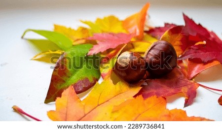 Amazing Colorful Background of Autumn Maple Tree and Chestnuts Leaves Background Close up. Multicolor Maple and Chestnuts. Leaves Autumn Background. High Quality Resolution Picture.