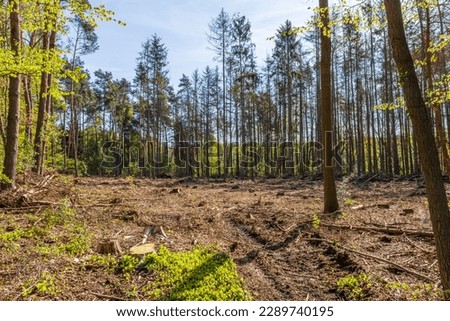 Cleared forest area, infestation by bark beetles Royalty-Free Stock Photo #2289740195
