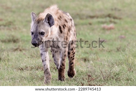 spotted hyena in kgaladagi desert