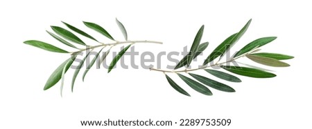 Two fresh olive branches with leaves isolated on white background closeup Royalty-Free Stock Photo #2289753509