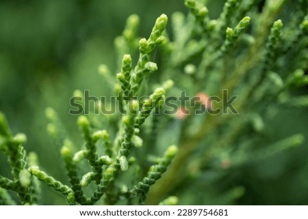 Beautiful macro photography of a unique green plant with a unique texture for the background.