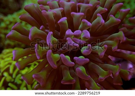 ea flower vivid coral and color corals under deep dark water of sea ocean environment.