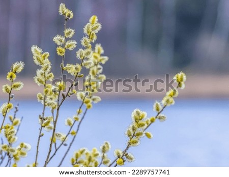 Salix caprea, known as goat willow, pussy willow or great sallow