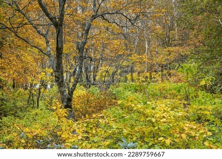 Autumn leaves in Mount Bandai