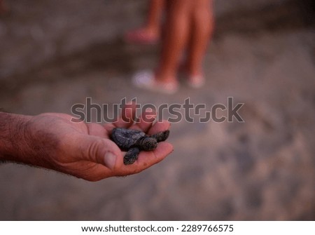Hand carrying baby sea turtle