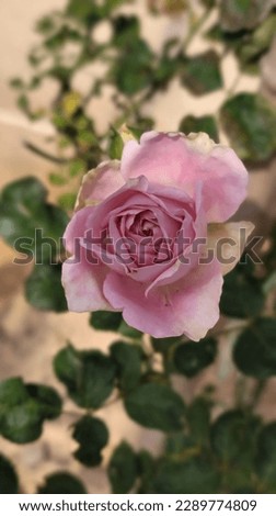 Pink roses have a very special meaning, namely symbolizing sweetness, appreciation, appreciation, happiness, femininity, admiration, but these roses have withered and are about to fall