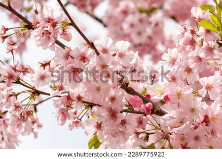 Cherry blossom. Beautiful pink cherry blossom on tree.