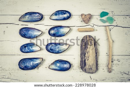 Shells collection on white wood background.Beach home decoration, toned image.