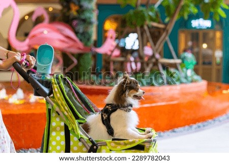 Asian woman push her chihuahua dog in pet stroller walking in pets friendly shopping mall. Domestic dog and owner enjoy outdoor lifestyle travel city on summer vacation. Pet Humanization concept.