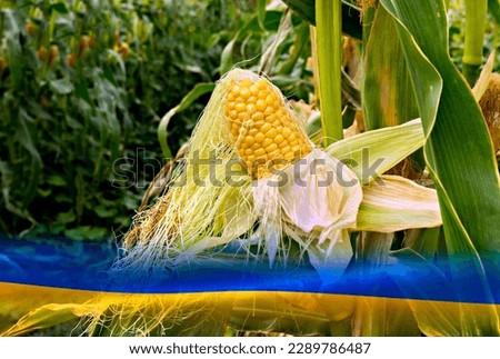 Digitally created image with close up of ripe corn cob and incorporated elements of Ukrainian State Flag. Image depicts solidarity for sustainable  agriculture industry in Ukraine Royalty-Free Stock Photo #2289786487