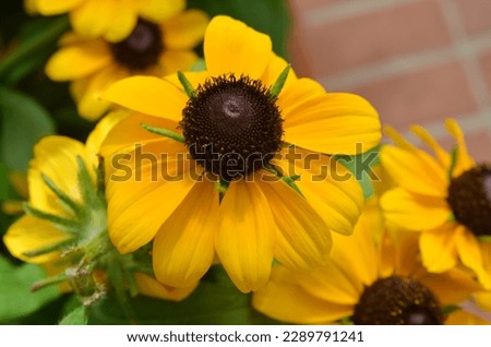 Black eye susan flowers garden, top down Royalty-Free Stock Photo #2289791241
