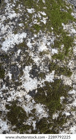 the moss attached to the limestone forms a very interesting texture.
