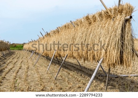 Post-harvest rice hung on a rack Royalty-Free Stock Photo #2289794233