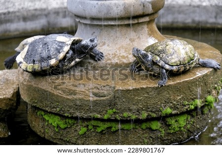 two turtles on the stone base of the fountain