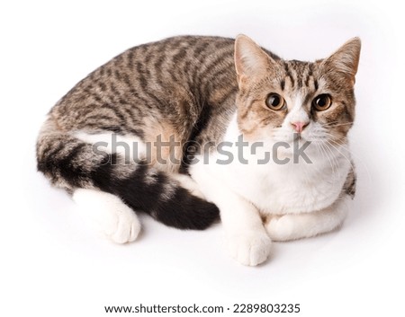 White-brown cat with stripes and brown eyes on a white background