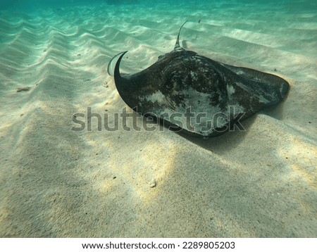 This is a picture of a Stingray which was photographed in St John USVI