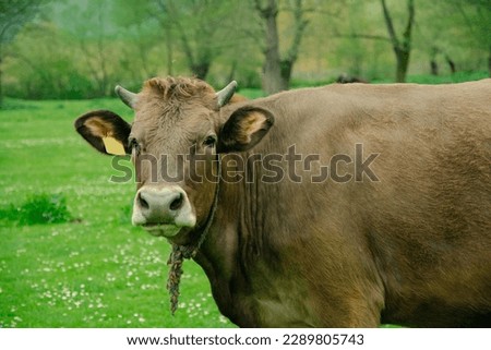 Close up cows raised for Eid-al-Adha graze in the pasture. Group of cows or cattle are prepared for sacrifices on Eid al-Adha or Eid al-qurban. Bos taurus. Farm life concept idea. Selective focus Royalty-Free Stock Photo #2289805743