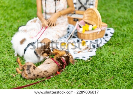 Cute chihuahua dog playing with dachshund dog at dog park. Domestic dog and owner enjoy and fun urban outdoor activity lifestyle in the city on summer vacation. Pet Humanization and pet parent concept