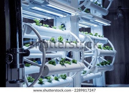 Racks with young microgreens in pots under led lamps in hydroponics vertical farms. Royalty-Free Stock Photo #2289817247
