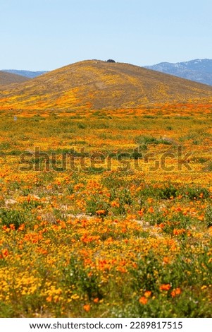 California Poppy Fields, Antelope Valley
