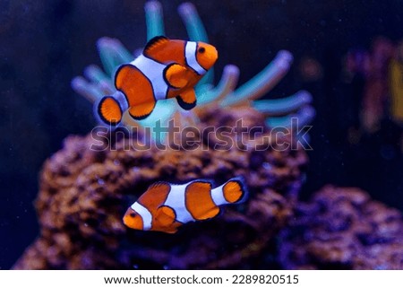A pair of adorable orange clownfish or clown anemonefish (Amphiprion percula) swimming merrily among the tentacles of its sea anemone home on the coral reef seabed in warmer or tropical waters Royalty-Free Stock Photo #2289820515