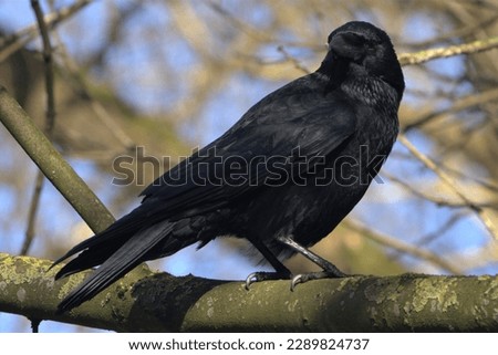 A Carrion Crow (Corvus corone) perched in a tree. Royalty-Free Stock Photo #2289824737
