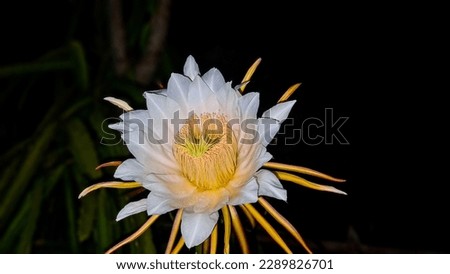 Night Cactus Flower, Queen of Night Flower, Night Bloom Flower, Thorny Cactus Flower on dark background 
