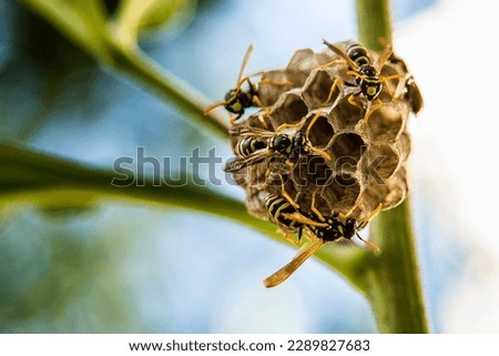 Wasps building a nest on a plant. Macro photography with blurred background Royalty-Free Stock Photo #2289827683