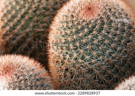 Winter Cactus Macro plant Photography