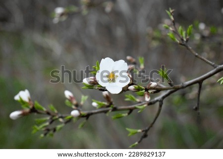 Close up blooming white flower on branch concept photo. Blossom festival in spring. Photography with blurred background. High quality picture