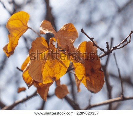 Close up branch with orange leaves, autumn background. Front view photography with blurred background. High quality picture for wallpaper